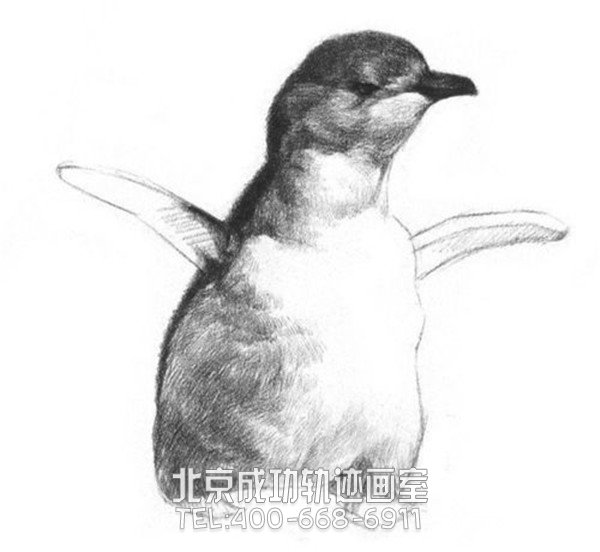 動物素描教程步驟圖解